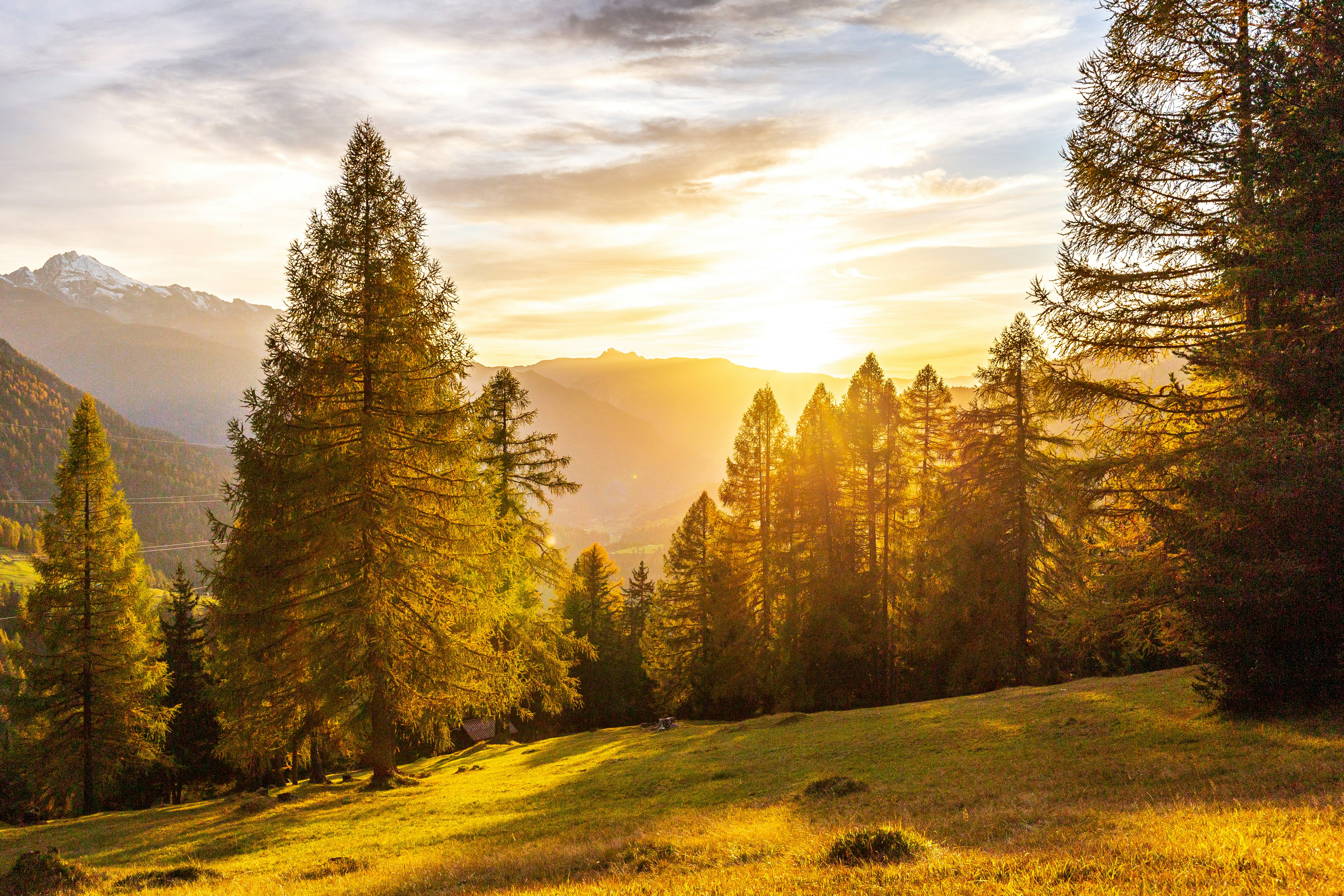 grass covered slope with trees during daytime